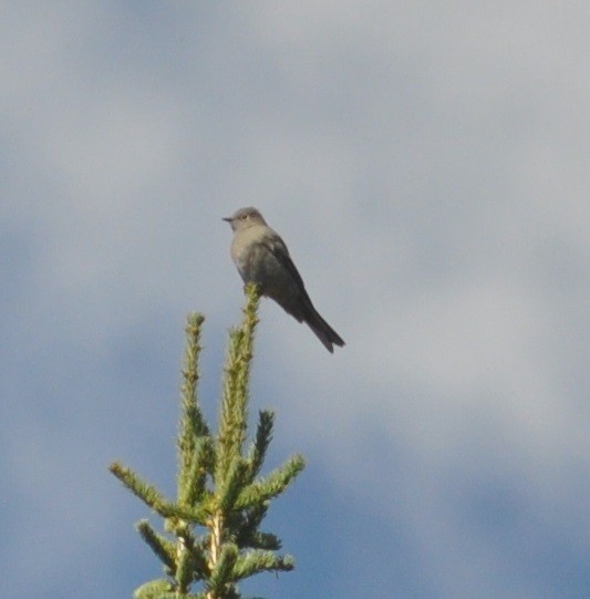 Townsend's Solitaire - ML37125201
