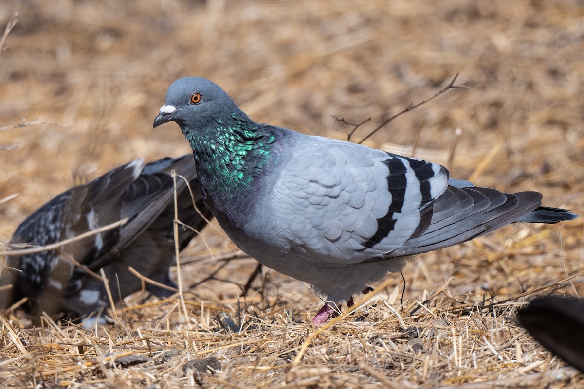 Rock Pigeon (Feral Pigeon) - Susan Teefy