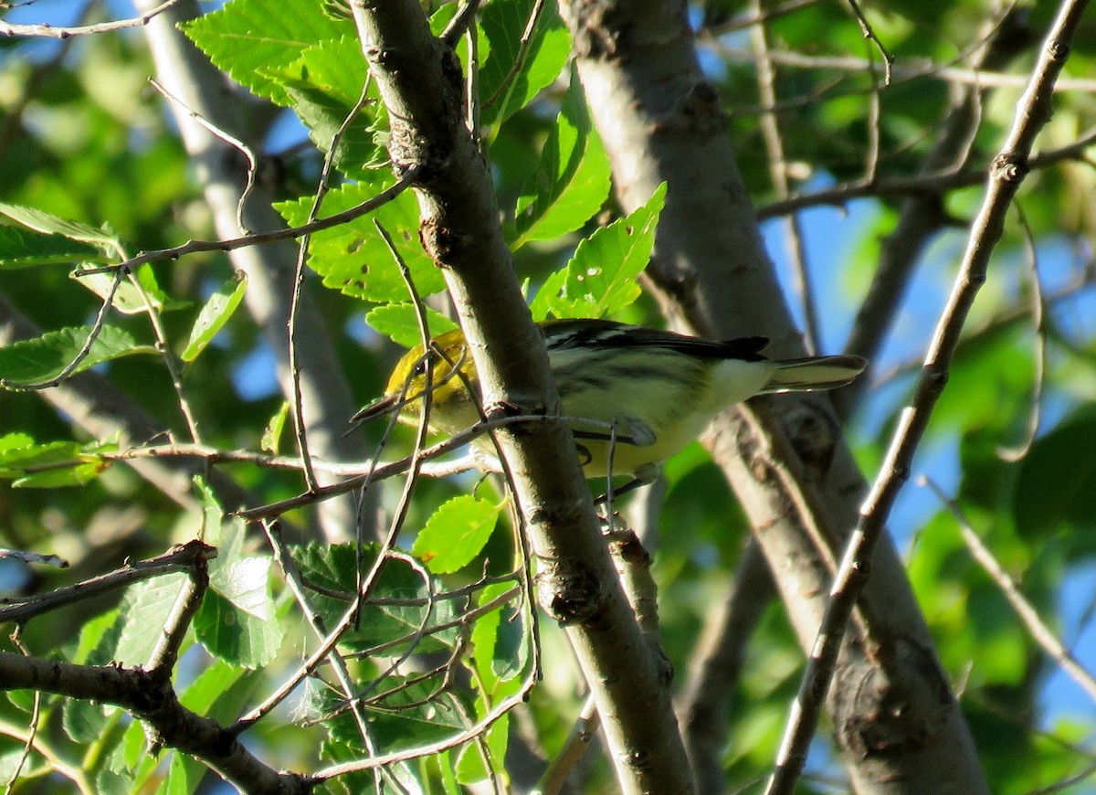 Black-throated Green Warbler - Michael Willison