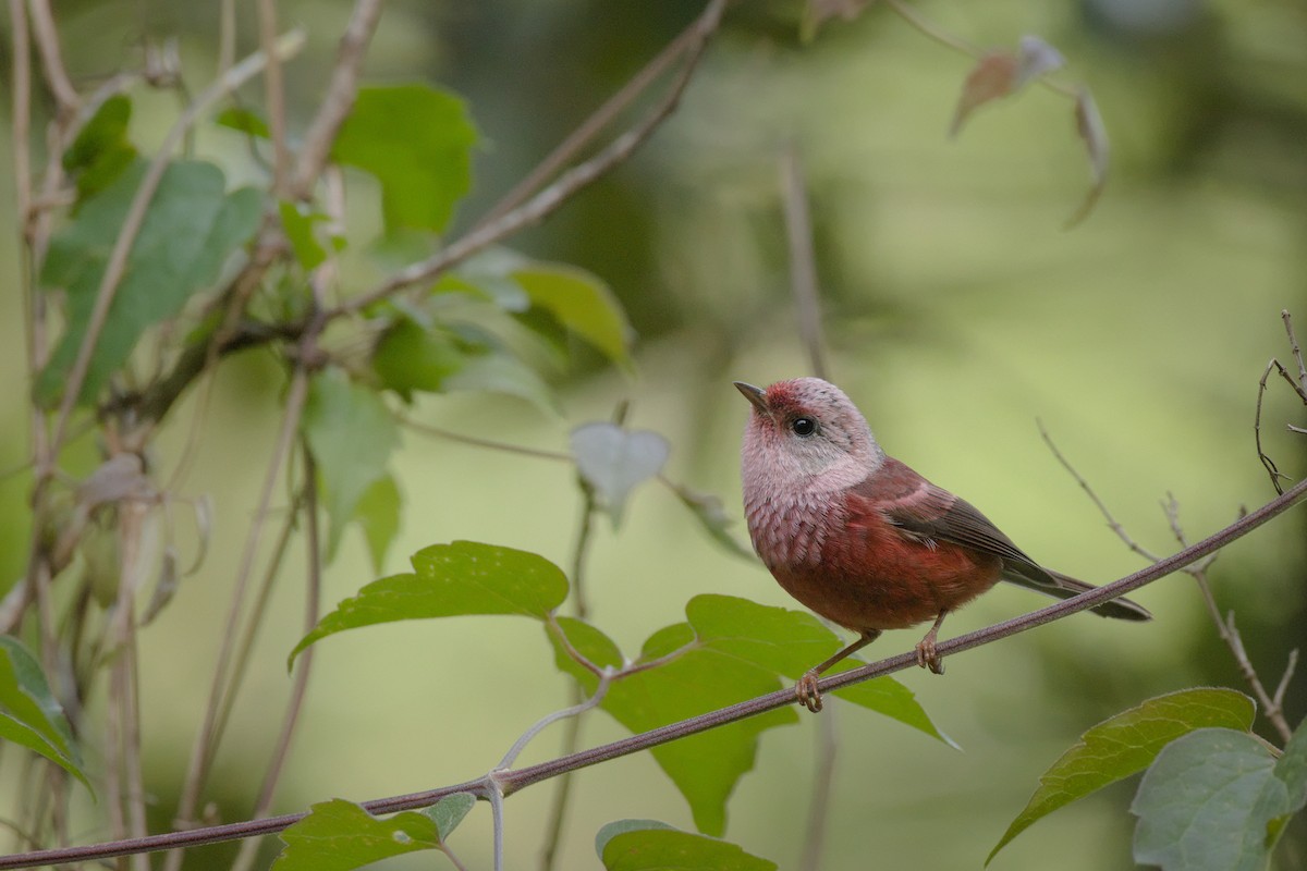 Pink-headed Warbler - Alberto Lobato (El Chivizcoyo)