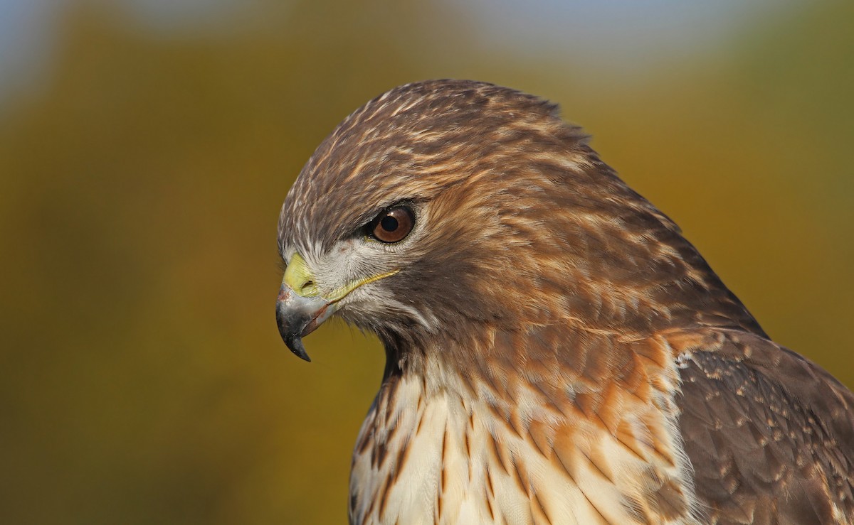 Red-tailed Hawk - ML37125581