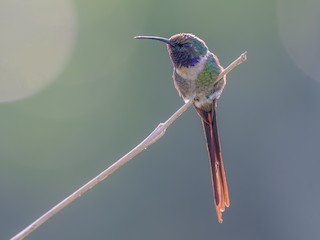  - Slender Sheartail