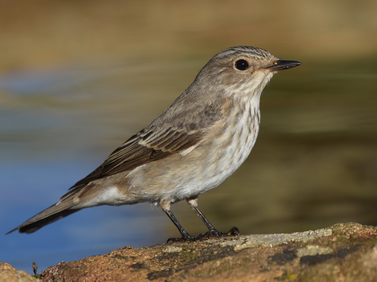 Spotted fly shop catcher