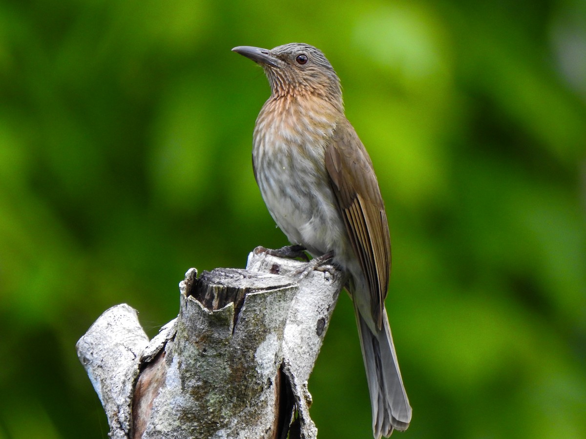 Visayan Bulbul - Hypsipetes guimarasensis - Birds of the World