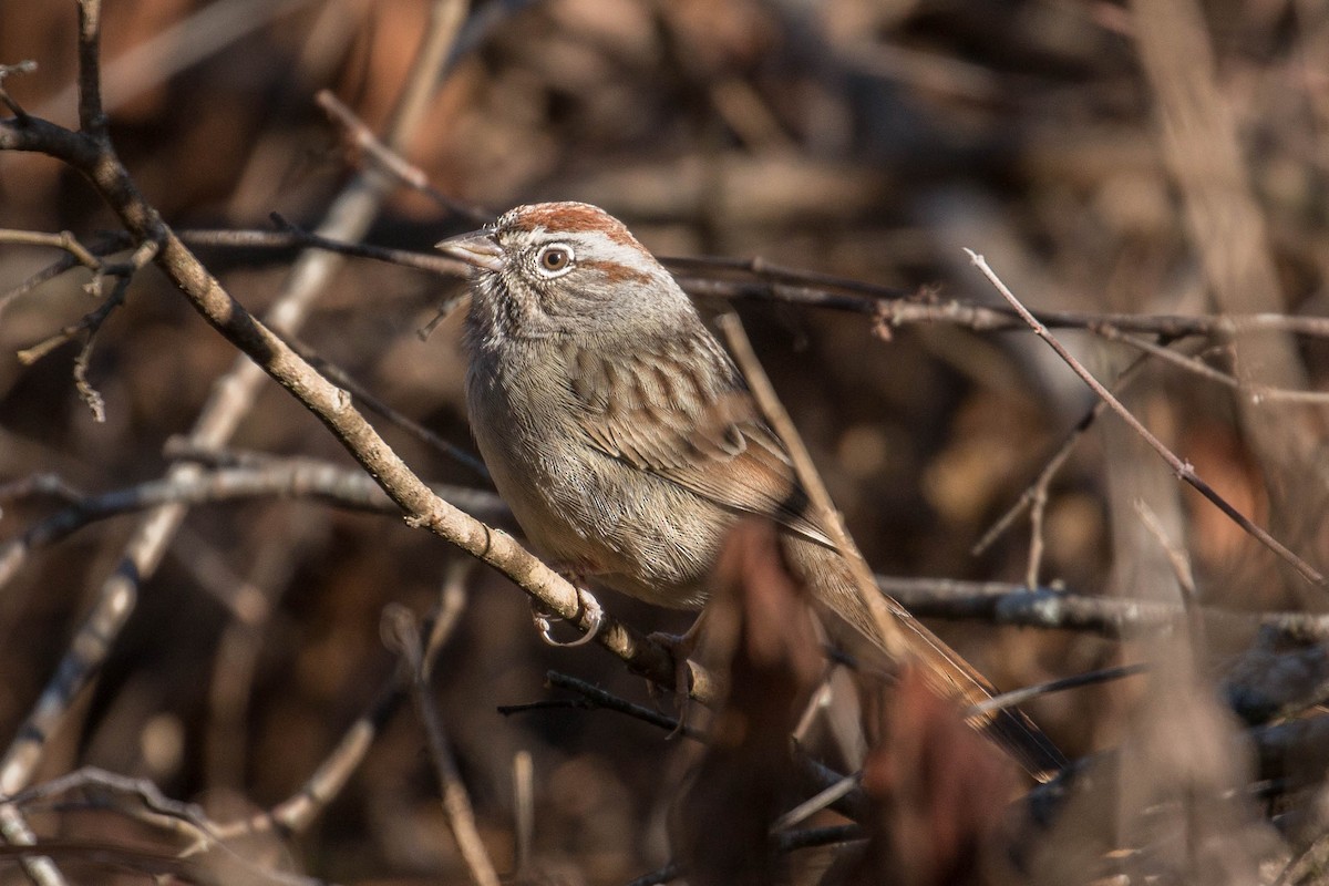 Rufous-crowned Sparrow - ML37126231