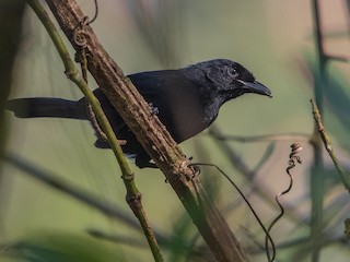  - Willard's Sooty Boubou