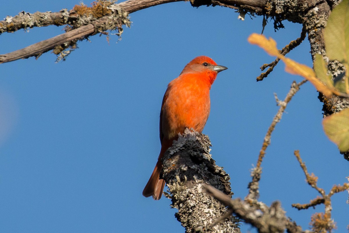 Hepatic Tanager - ML37126441