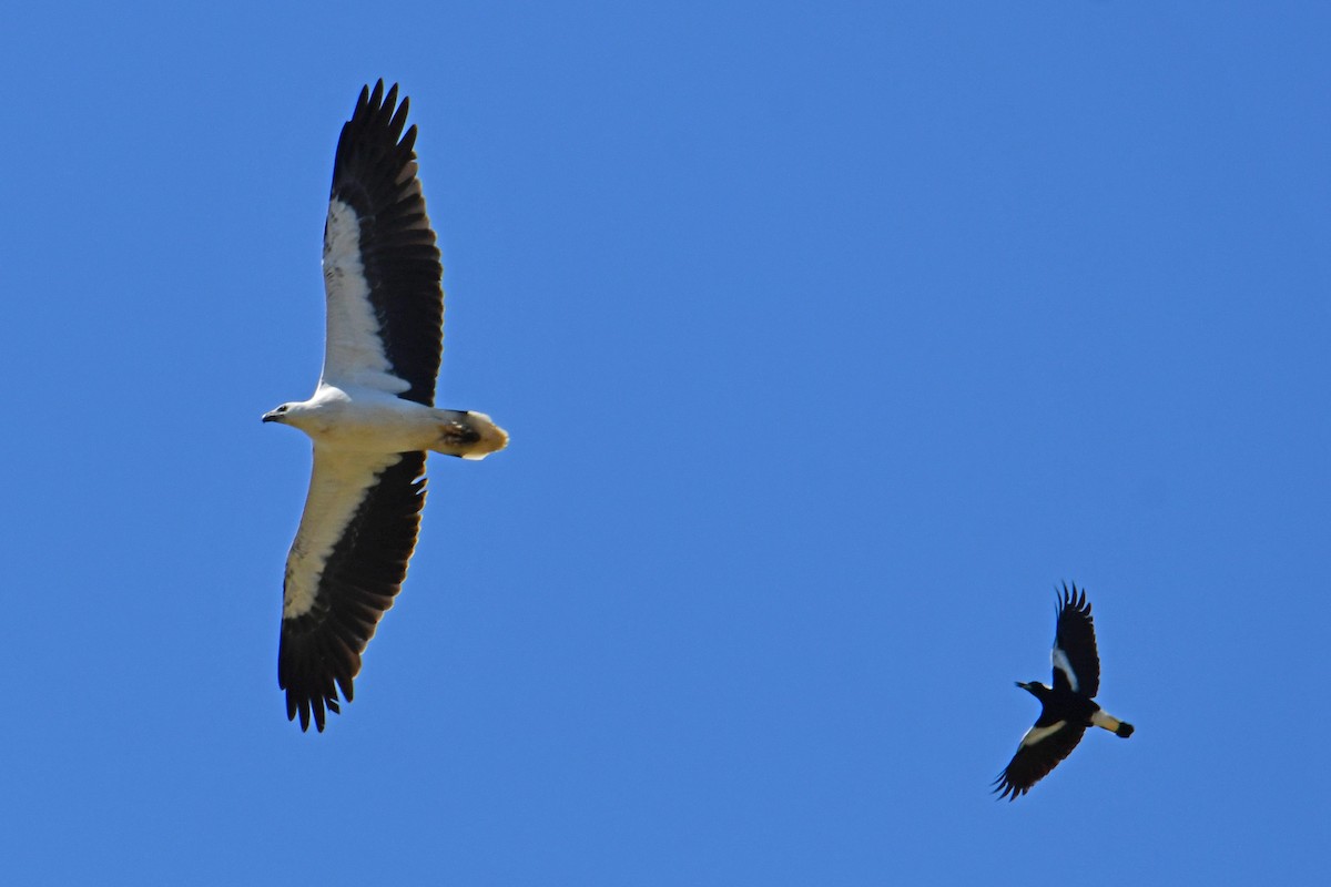 White-bellied Sea-Eagle - Peter & Shelly Watts