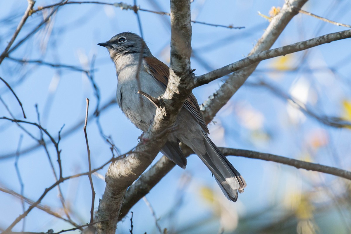 Brown-backed Solitaire - ML37126651