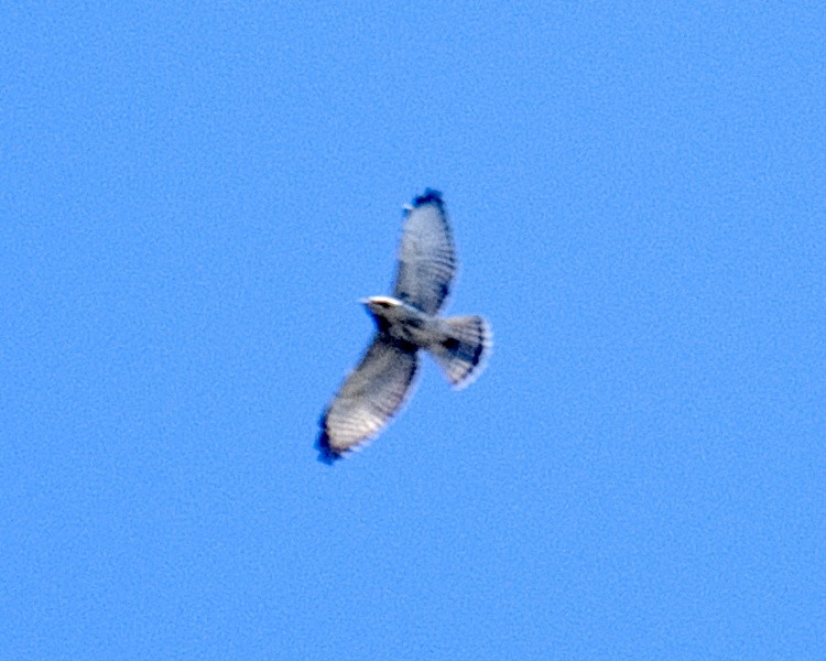 Broad-winged Hawk - ML371270041