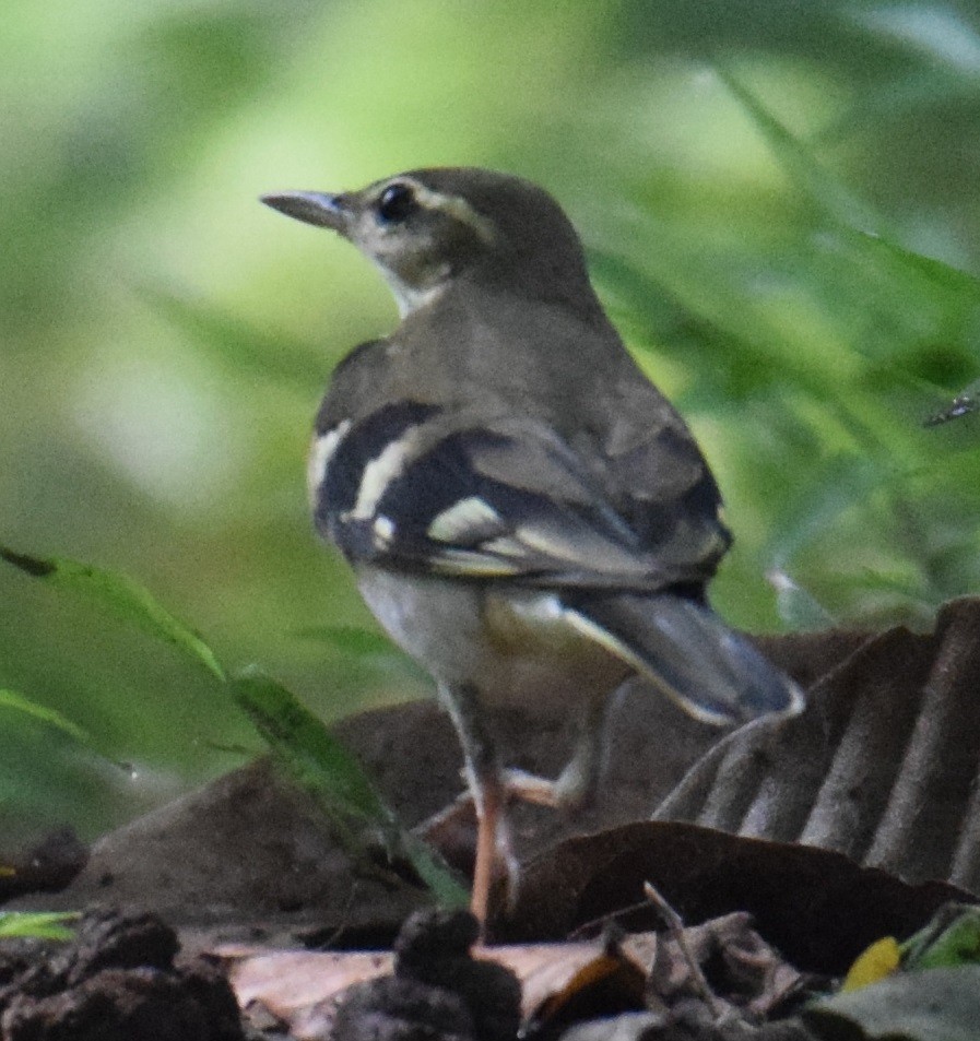 Forest Wagtail - ML371270101