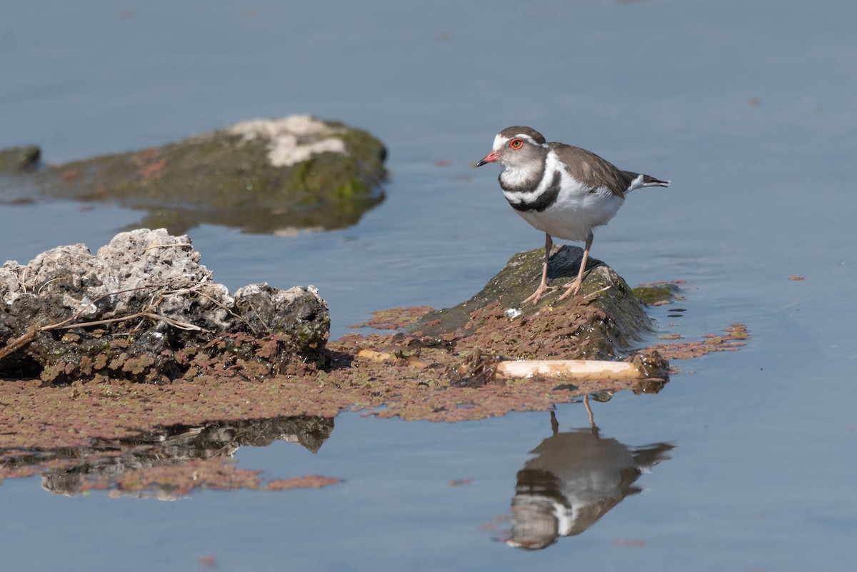 Three-banded Plover - Alistair Routledge