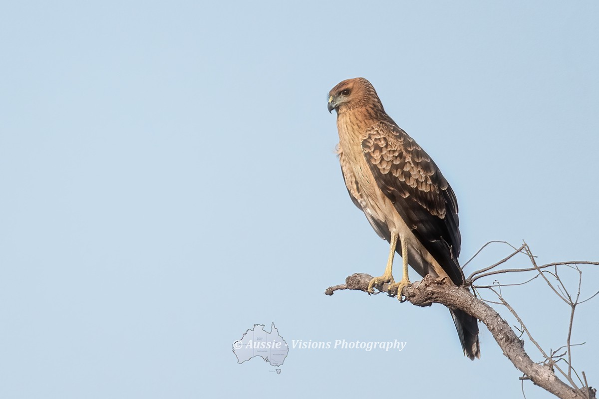 Spotted Harrier - ML371276051