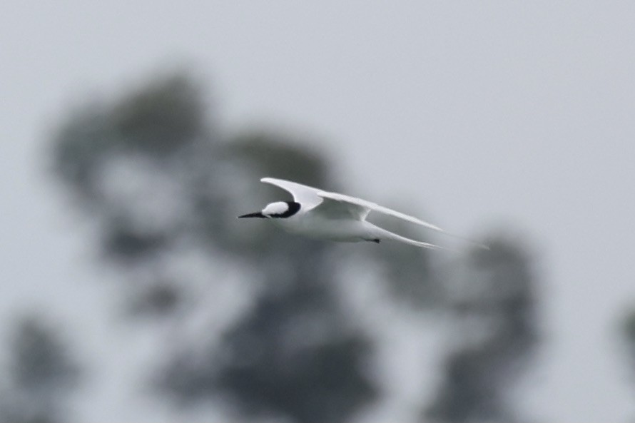 Black-naped Tern - Andrew William