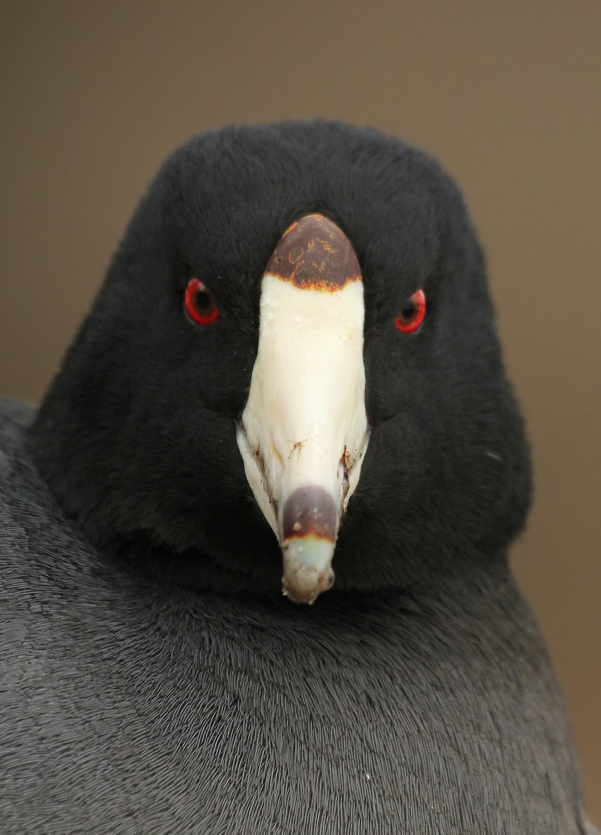 American Coot (Red-shielded) - ML37127801
