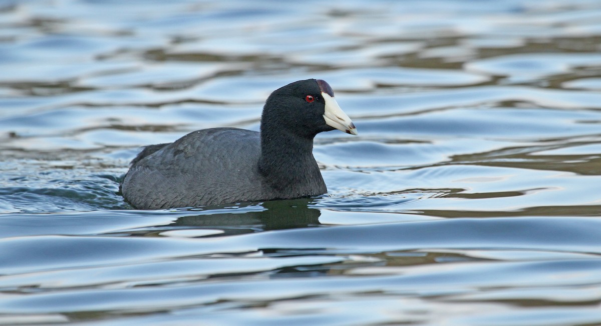 American Coot (Red-shielded) - ML37127921
