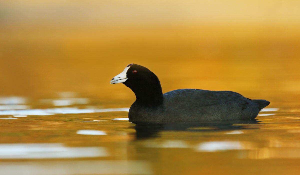 American Coot (Red-shielded) - ML37127991