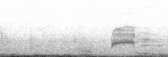 White-eared Barbet - ML37128