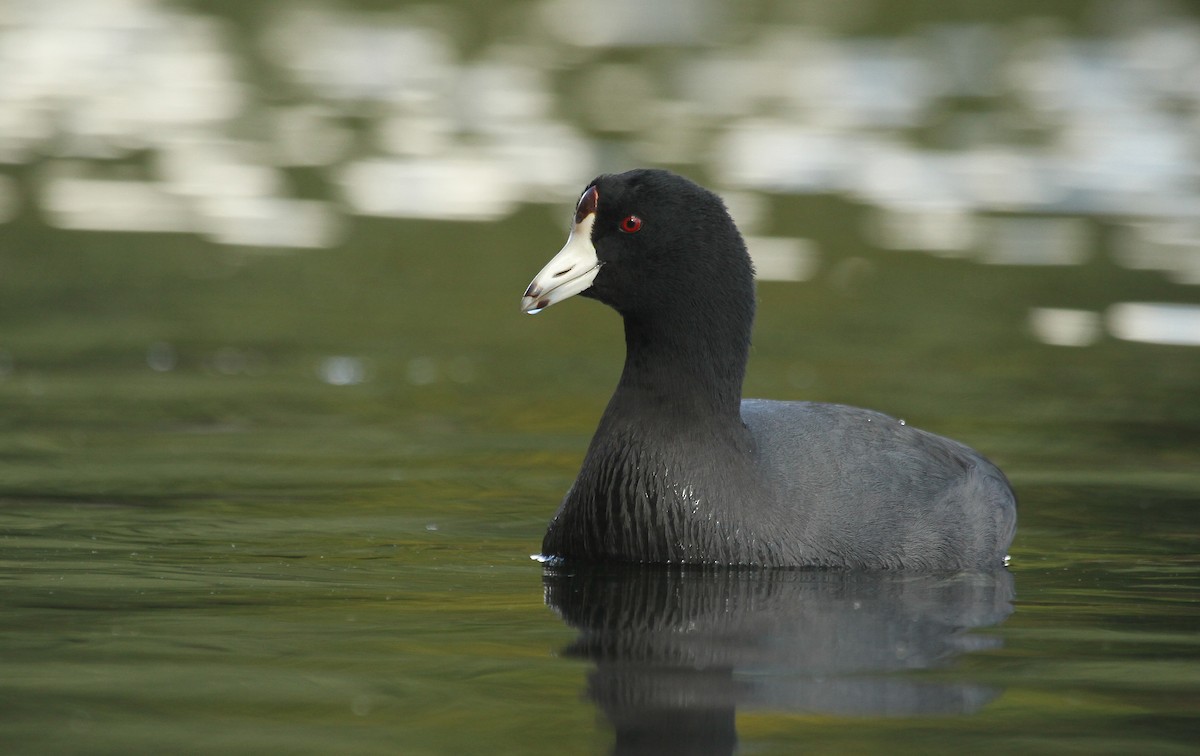 American Coot (Red-shielded) - ML37128021