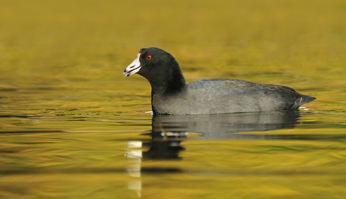American Coot (Red-shielded) - ML37128481