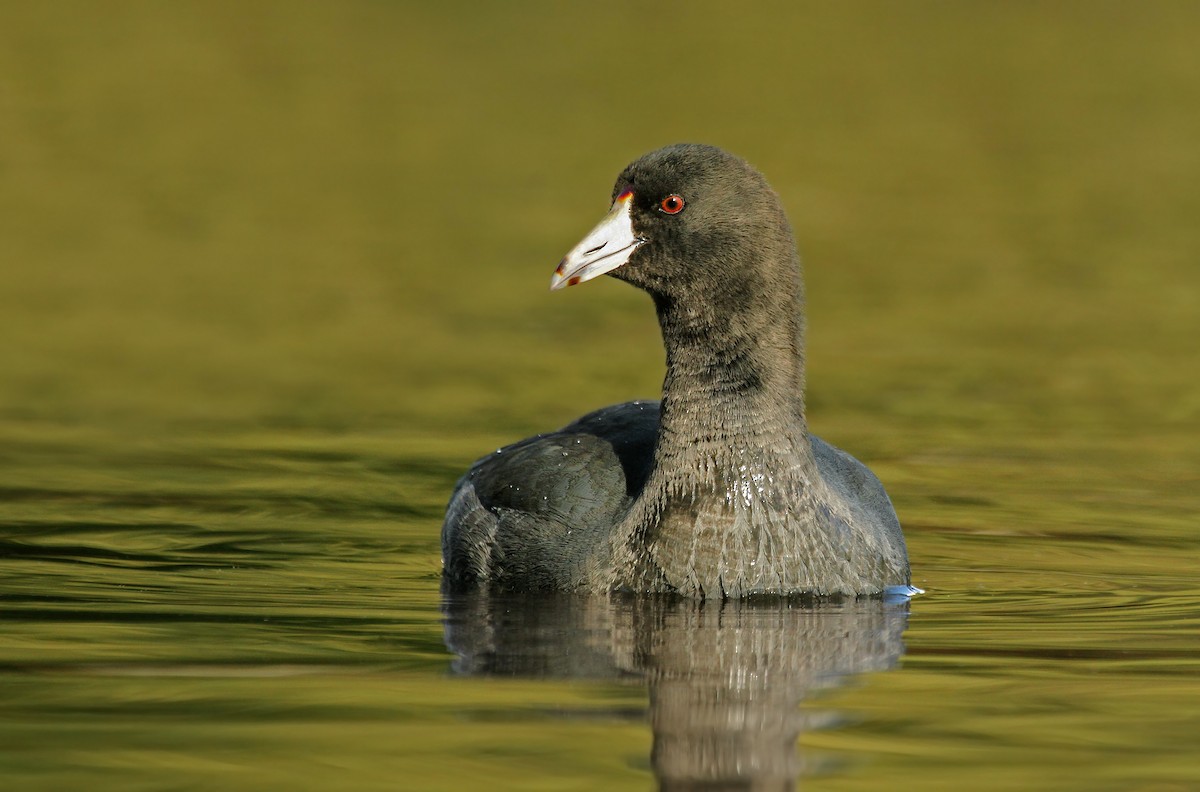 American Coot (Red-shielded) - ML37128491