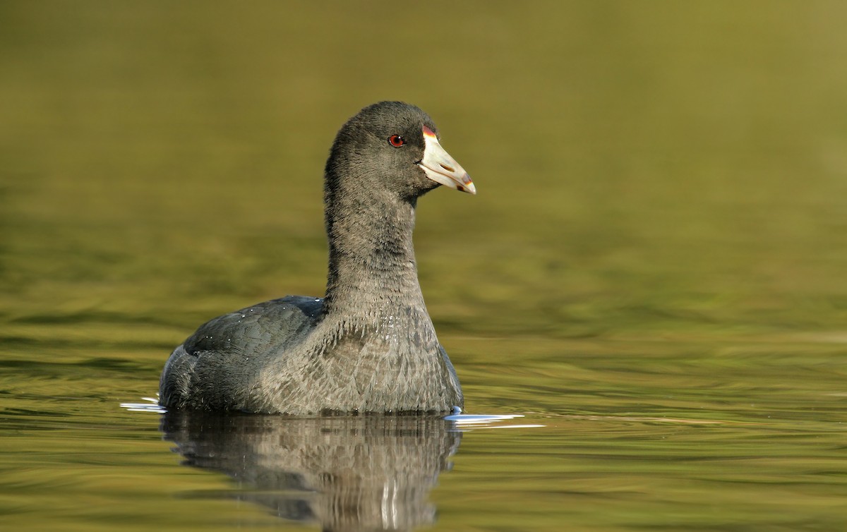 American Coot (Red-shielded) - ML37128551