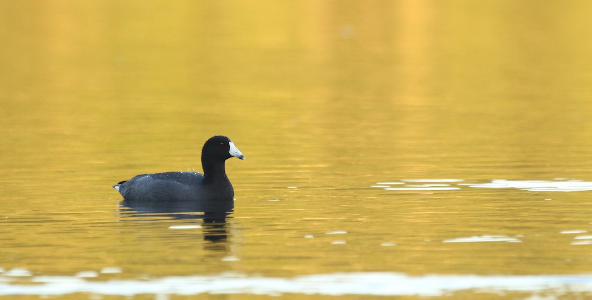 American Coot (Red-shielded) - ML37128701