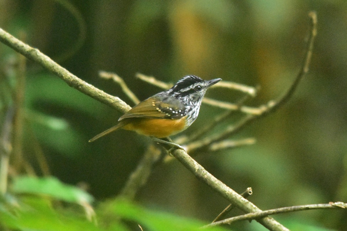 Guianan Warbling-Antbird - ML371291591