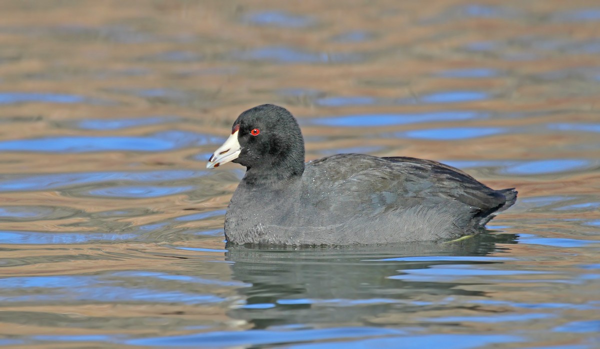 American Coot (Red-shielded) - ML37129161