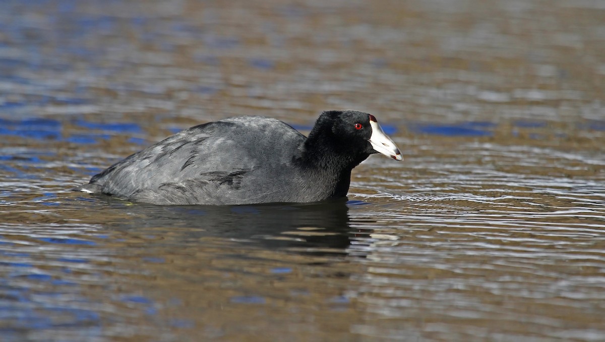 American Coot (Red-shielded) - ML37129171
