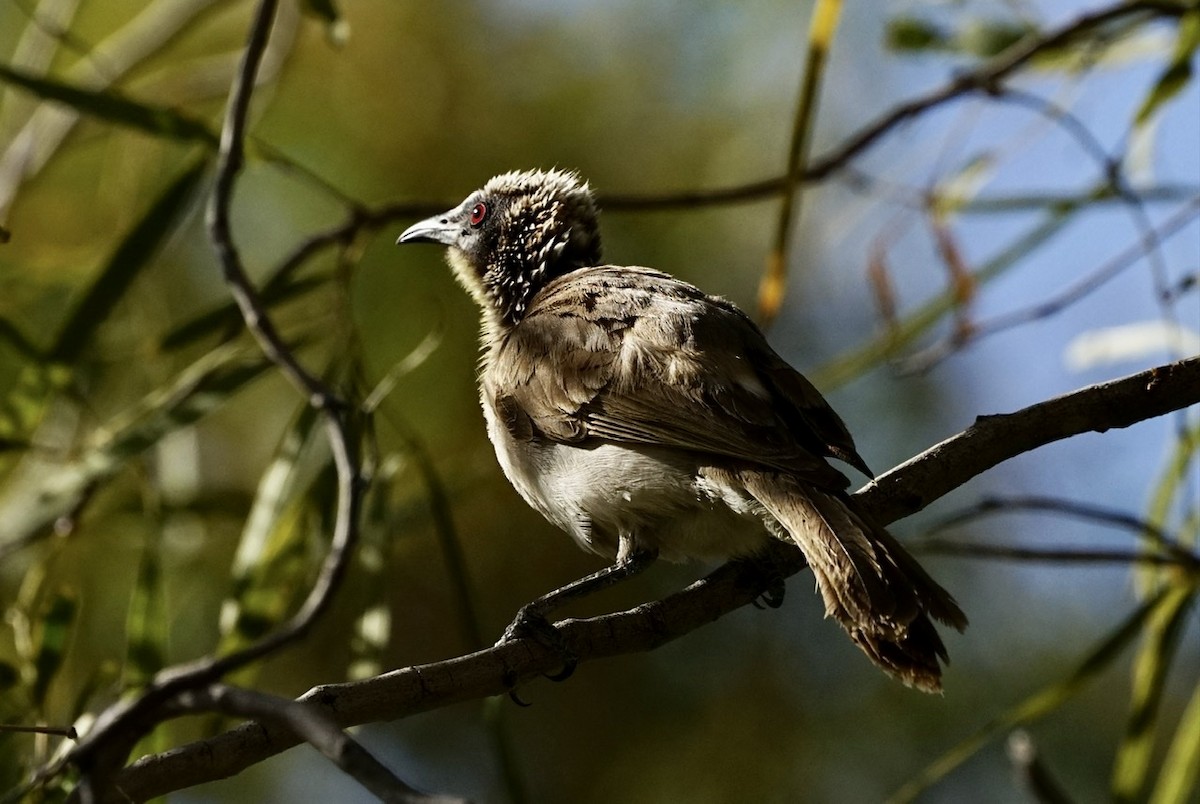 Silver-crowned Friarbird - ML371293641