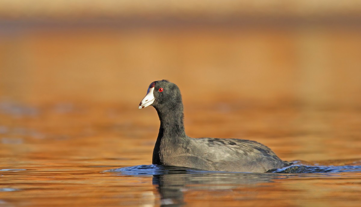 American Coot (Red-shielded) - ML37129451