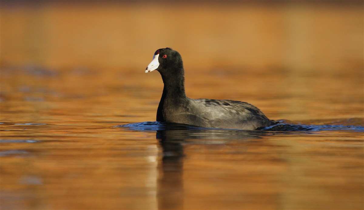 American Coot (Red-shielded) - ML37129461