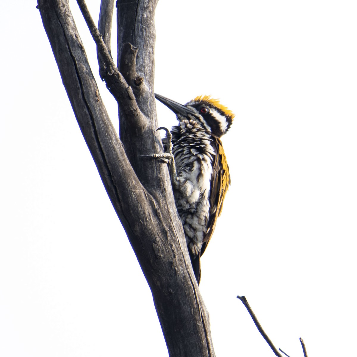 White-naped Woodpecker - hari s