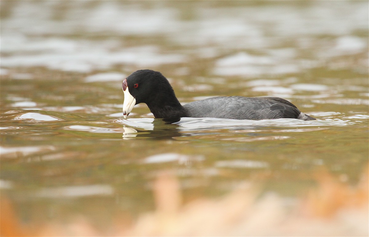 American Coot (Red-shielded) - ML37129611