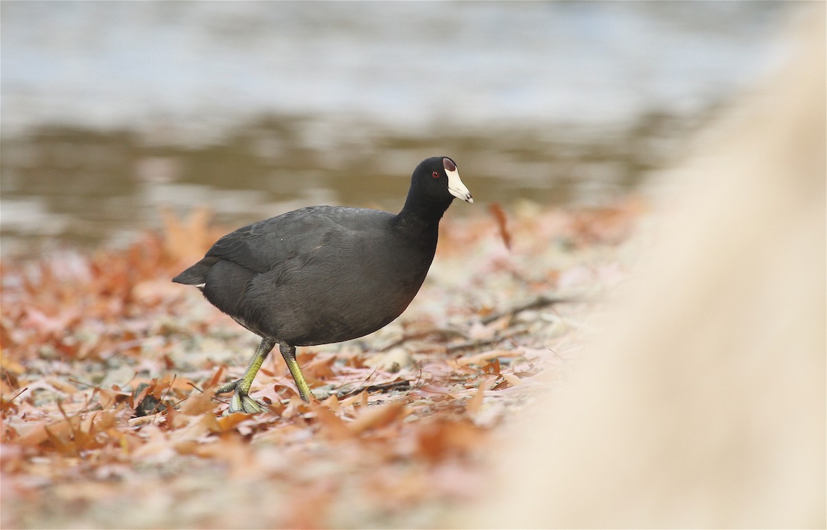 American Coot (Red-shielded) - ML37129721