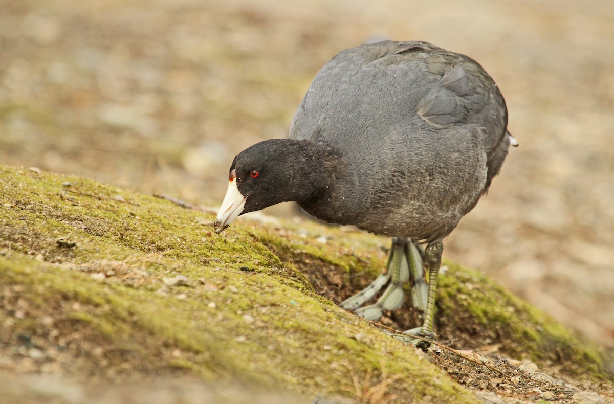 American Coot (Red-shielded) - ML37129971