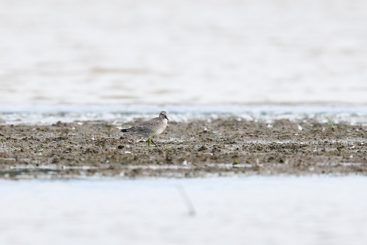 Red Knot - ML371315391