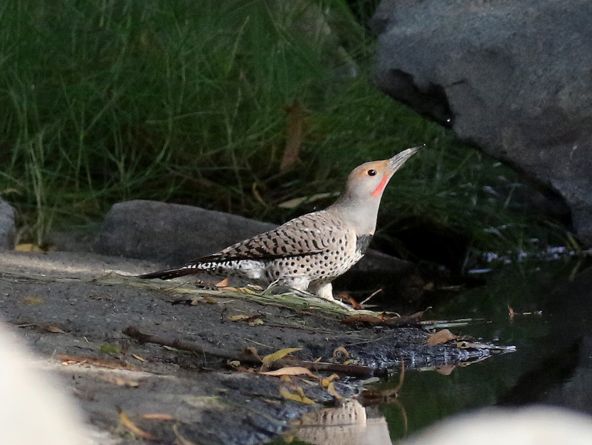 Northern Flicker (Red-shafted) - Bruce Aird