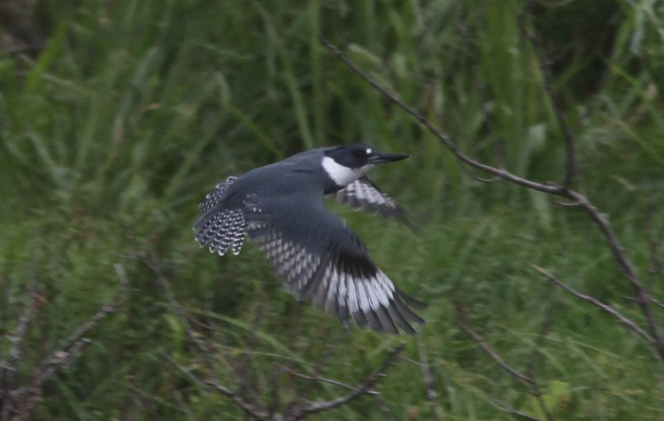 Belted Kingfisher - ML37132431