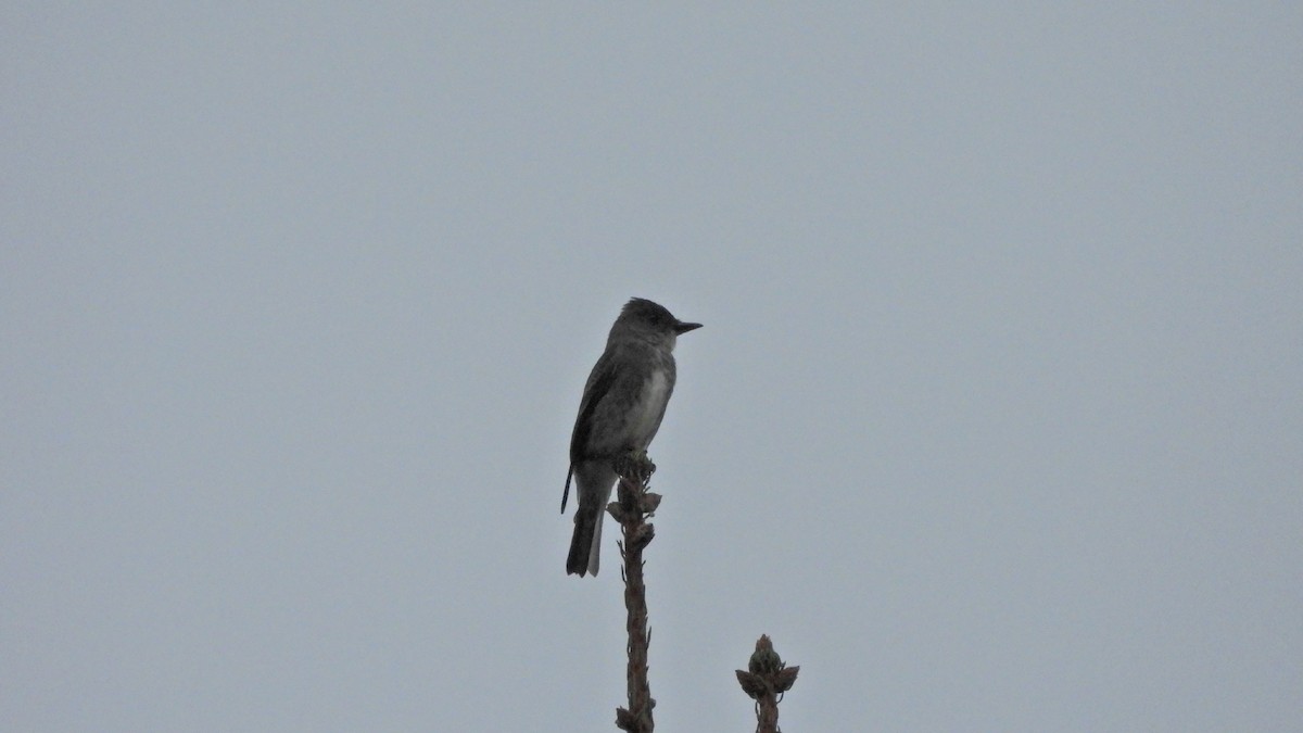 Olive-sided Flycatcher - Travis Young