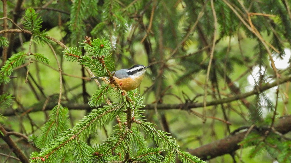 Red-breasted Nuthatch - Travis Young