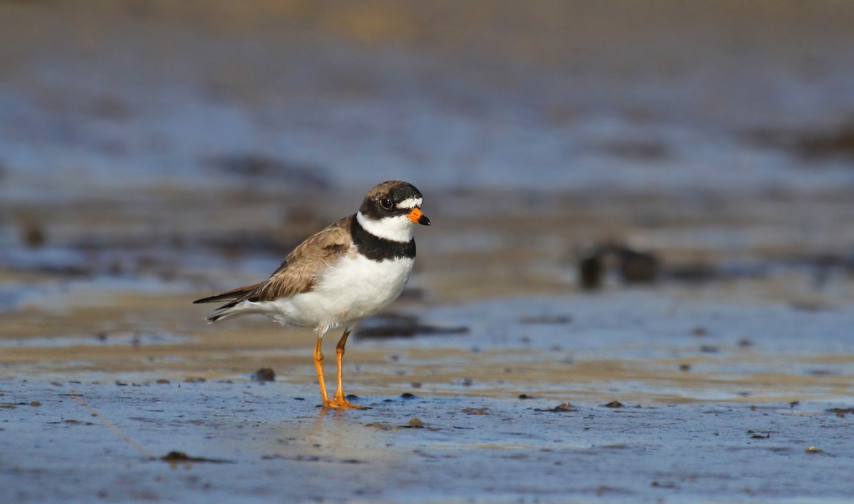 Semipalmated Plover - ML37132991