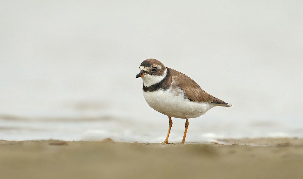 Semipalmated Plover - ML37133081