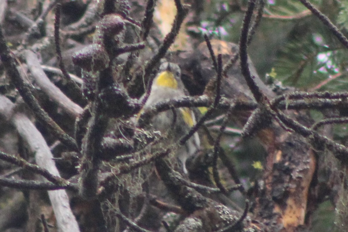 Yellow-rumped Warbler (Audubon's) - Sean Cozart