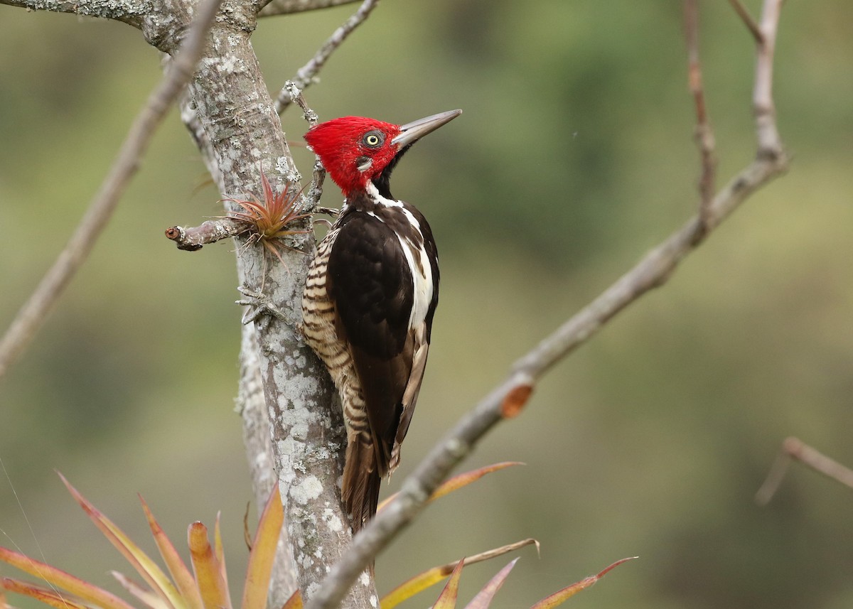 Guayaquil Woodpecker - ML371338051