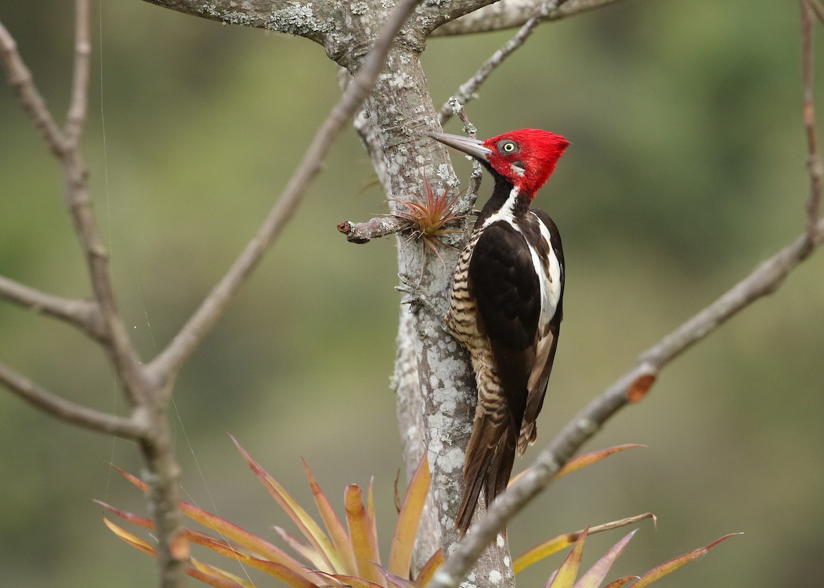 Guayaquil Woodpecker - ML371338061