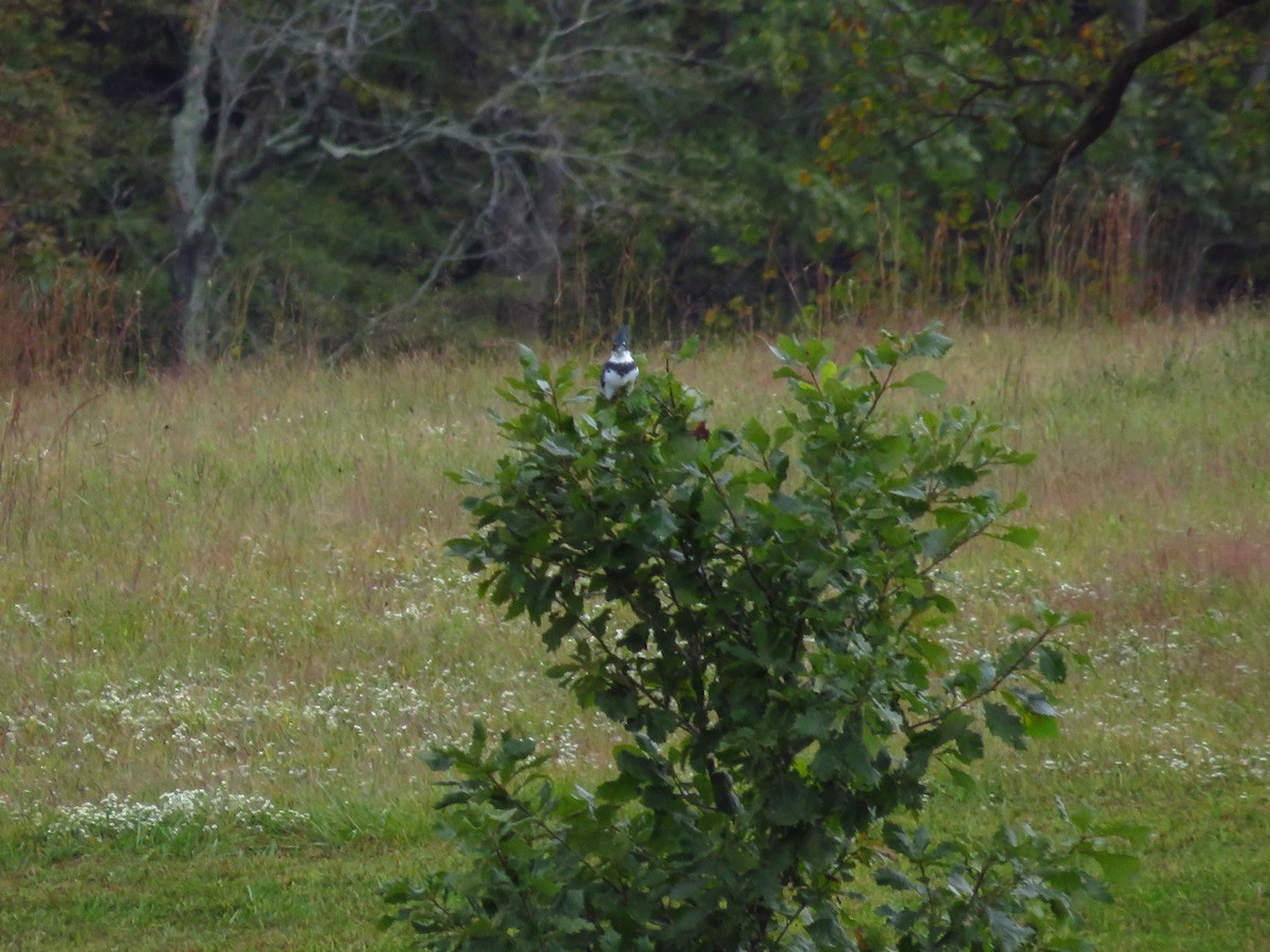 Belted Kingfisher - ML371339331