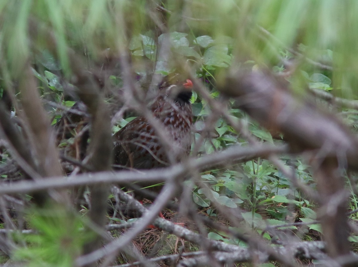 Long-tailed Wood-Partridge - Amy McAndrews