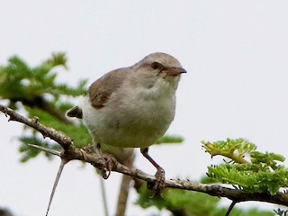  - Yellow-vented Eremomela